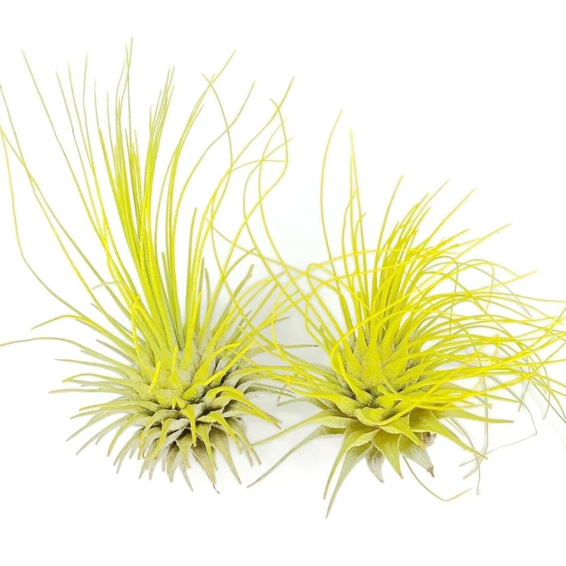 Thin Air Plant, Guatemala Tillandsia Live Airplant, Healthy Arrival Guaranteed, Great Indoor Plant, Home Decor &amp; Gift (2 Yellow)