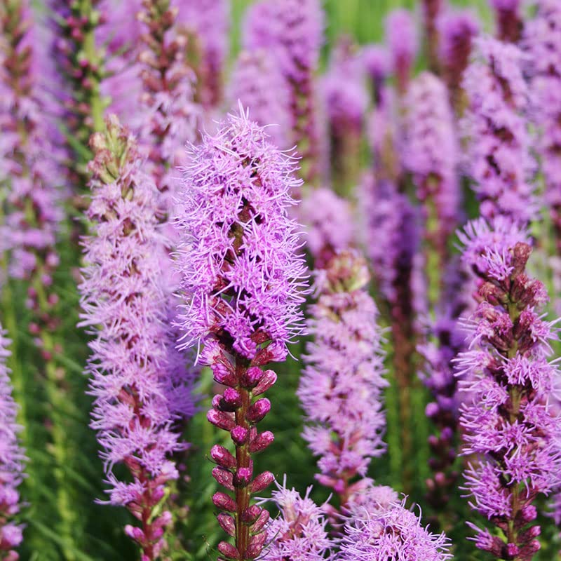 Holland Bulb Farms Liatris Value Bag