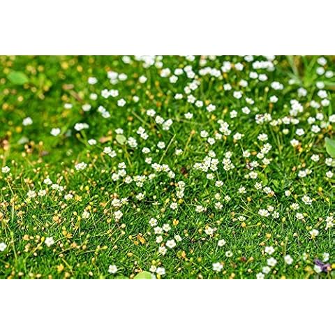 Grow Your Secret Garden Irish Moss 'Pearlwort' (Sagina Sabulata) - 200 Seeds Cover