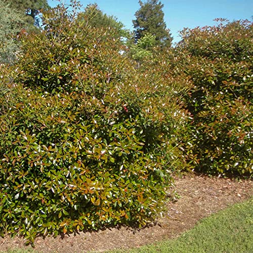 Bronze Beauty Cleyera (3 Gallon) Compact Evergreen Shrub With Glossy Foliage - Full Sun To Part Shade Live Outdoor Plant - Southern Living Plants… #TOP7