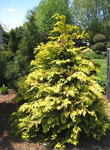 Crippsii Golden Hinoki Cypress - Starter Plant (5 M) (1 Live Plant) #TOP2
