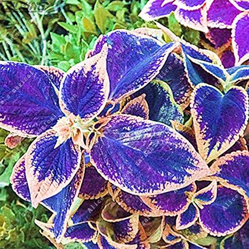 Annual Flower Seeds 100pcs Blue Coleus Blumei Seeds - Pink Edge Ornamental  Foliage Plant, Easy To Grow Perennial Herb Coleus Plant Types