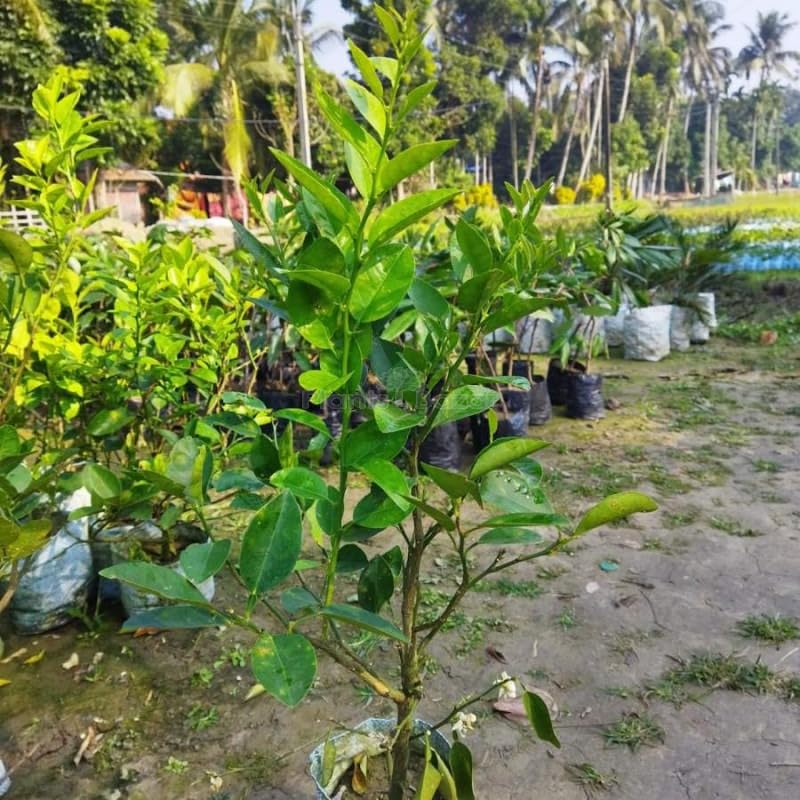 Image of Nimbu Kagzi Lemon Live Plant - All-Time Fruiting Grafted Variety Healthy Lemon Fruit Plant for Home Garden, Terrace & Balcony | High Yield Citrus Plant 1 Live Plant Without Pot (Live grafted lemon)