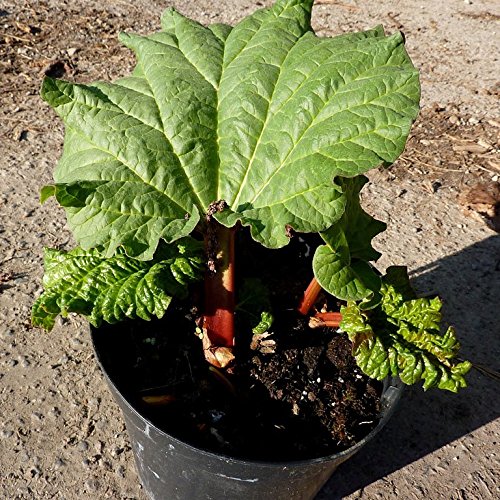 Rhabarber Pflanze Frambozen Rood, rotstielig, Himbeerrhabarber im 2 Liter Topf