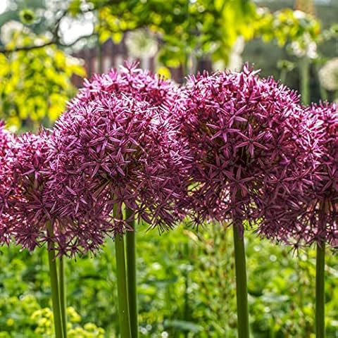 12 Allium Purple Sensation Bulb Collection Spring Flowering Garden Bulbs Cover