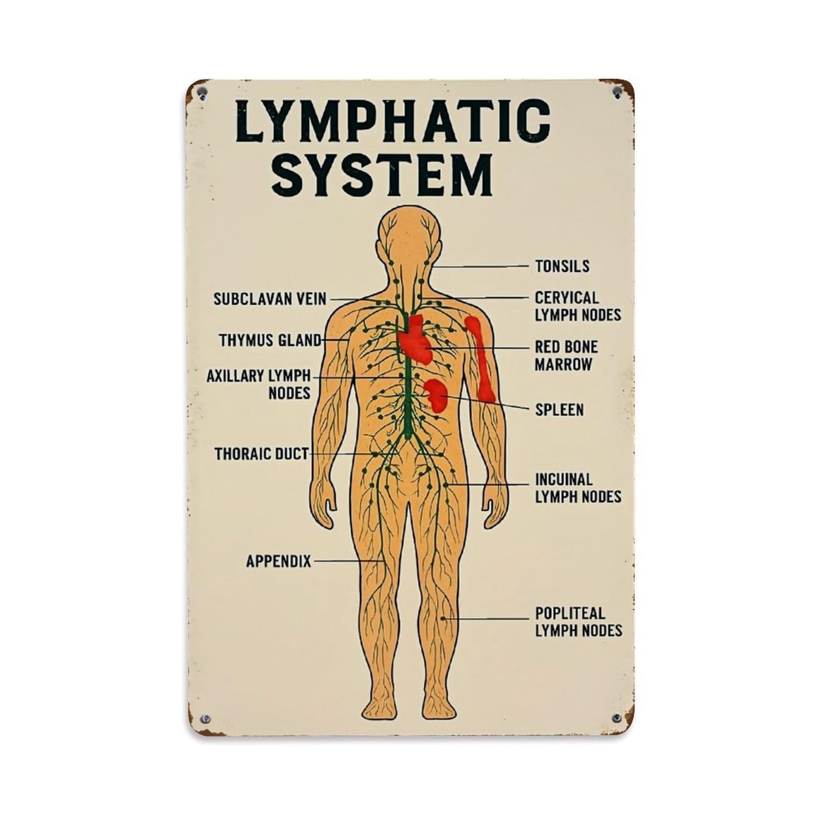 Jdfenggu Vintage Lymphatic System Anatomy Diagram Print Retro Metal Tin Sign, Metal Poster For Bar, Home, Man Cave, Kitchen, Laundry Room Art Decor 8X12 Inch