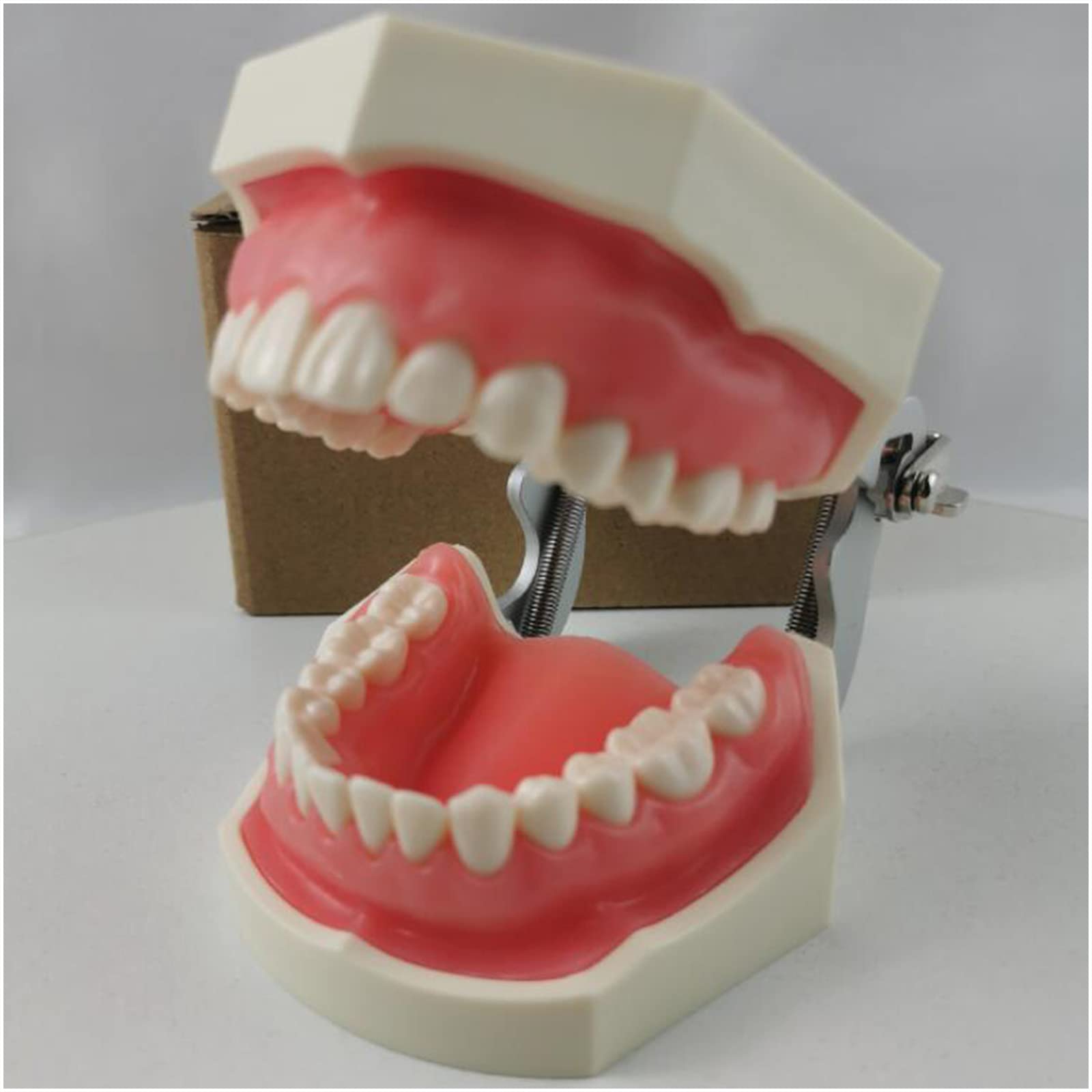 Implanty dentystyczne, model zębów z 28 wymiennymi zębami, dentysta, standardowe narzędzia do nauki zębów do nauczania zębów lub pielęgnacji jamy ustnej