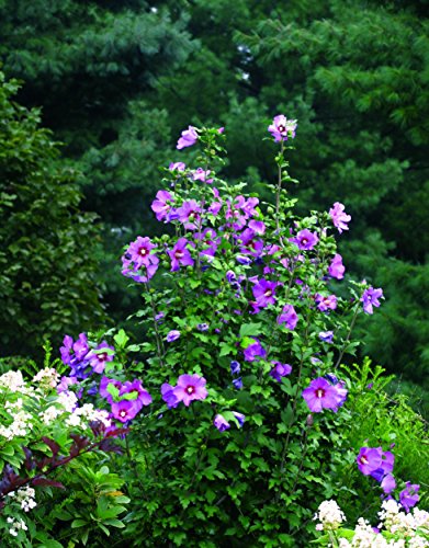 Green Promise Farms Violet Satin Rose of Sharon #TOP21