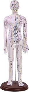 Qianly Maniquí de Cuerpo Humano con Codificación de Colores, Herramienta Educativa en PVC, Hembra Blanca