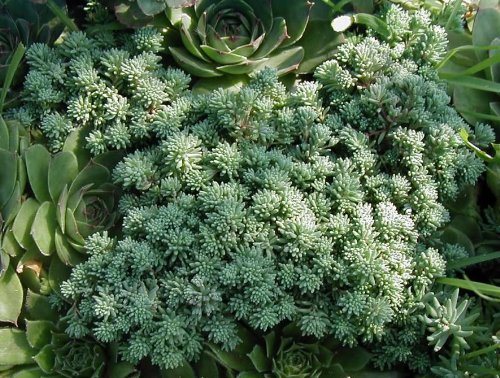 25 Spanish Stonecrop / Sedum Hispanicum Groundcover Flower Seedscomb S/H #TOP6