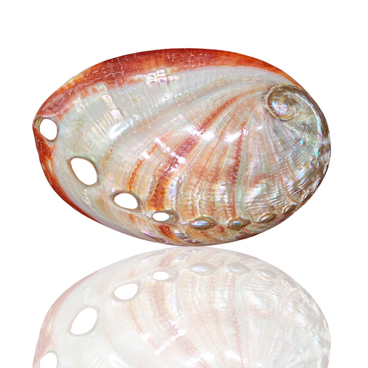 アワビ貝殻　特大 日本最大級！？】超特大！鮑 アワビ 貝殻