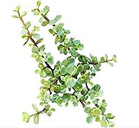 Vista 7 de Euphorbia Monstrose - Planta de interior de 2 pulgadas, suculenta saludable, rara e inusual, viva y de fácil cuidado, totalmente enraizada