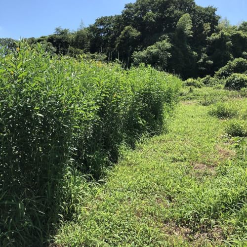 クロタラリア 15ml（約600粒） 自然農 自家採種 固定種のサムネイル