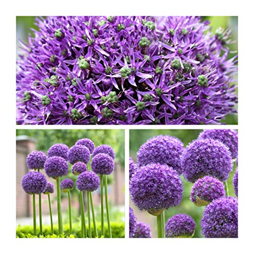 Allium Gladiator x 10 Flower Bulbs Size 16 up Pretty Spring Flowers.