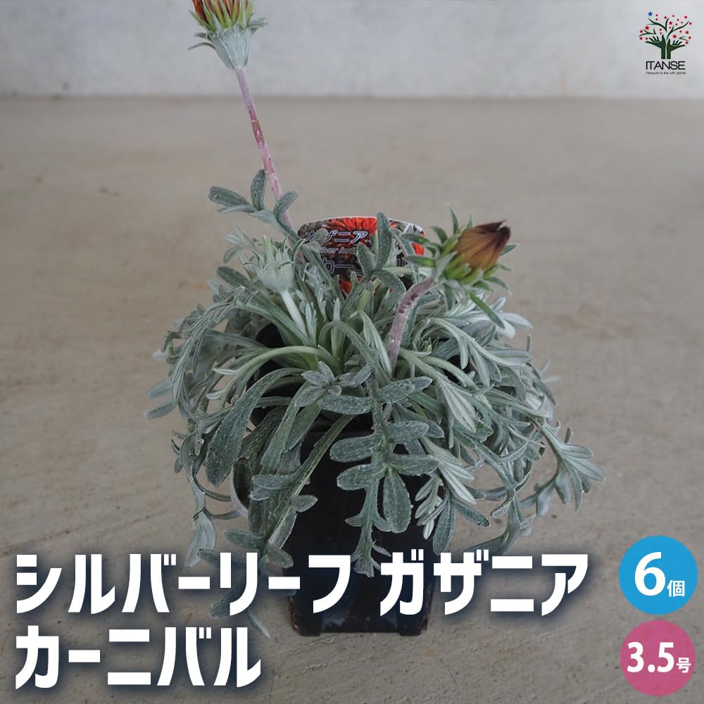 Amazon.co.jp: ITANSE シルバーリーフ ガザニア カーニバル 3.5