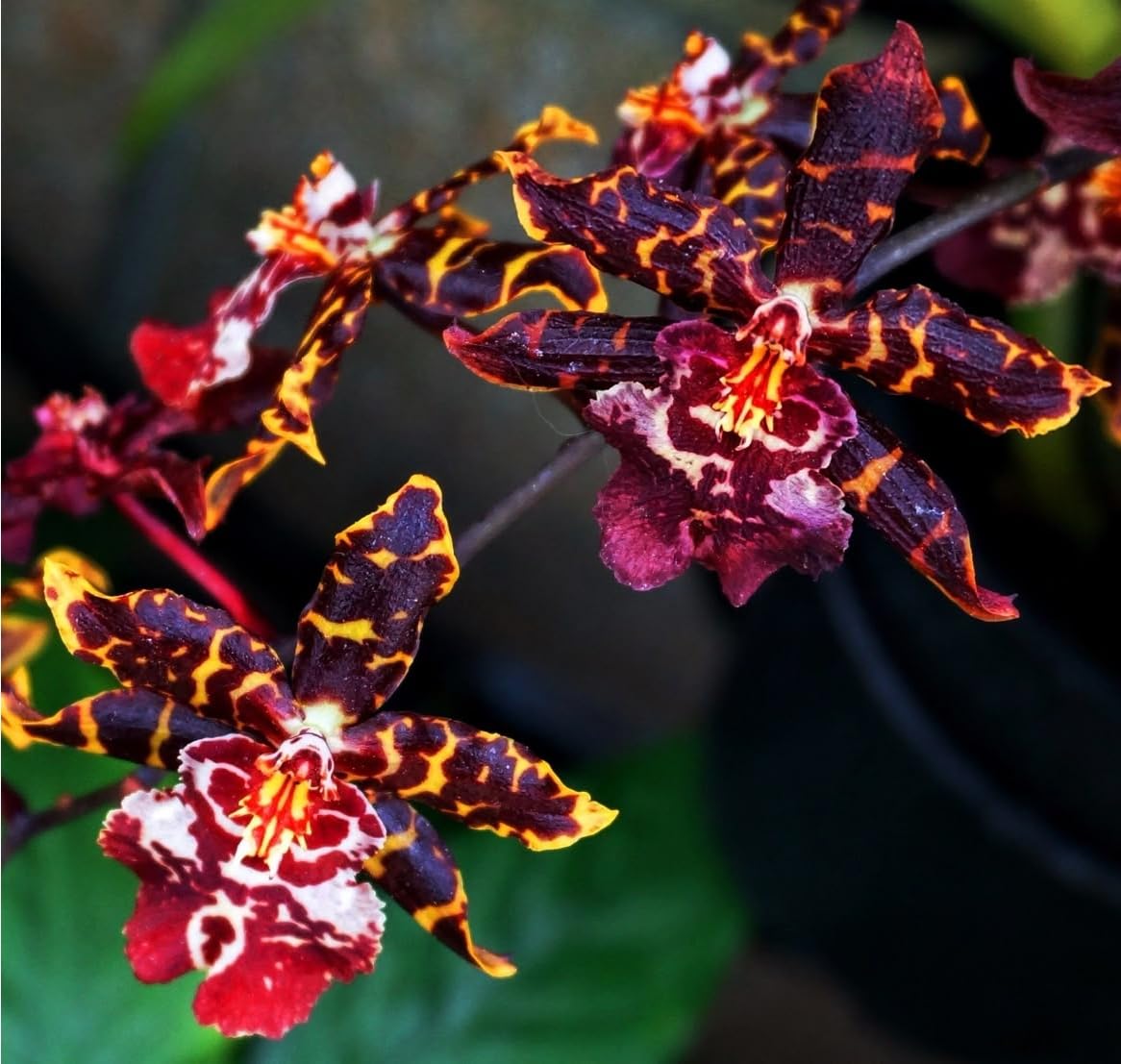 Cymbidium Orchid Plants Outdoor, Rare and Beautiful Cymbidium Bulbs in Bulk, Planting for Stunning Garden Displays-15 Bulbs-A