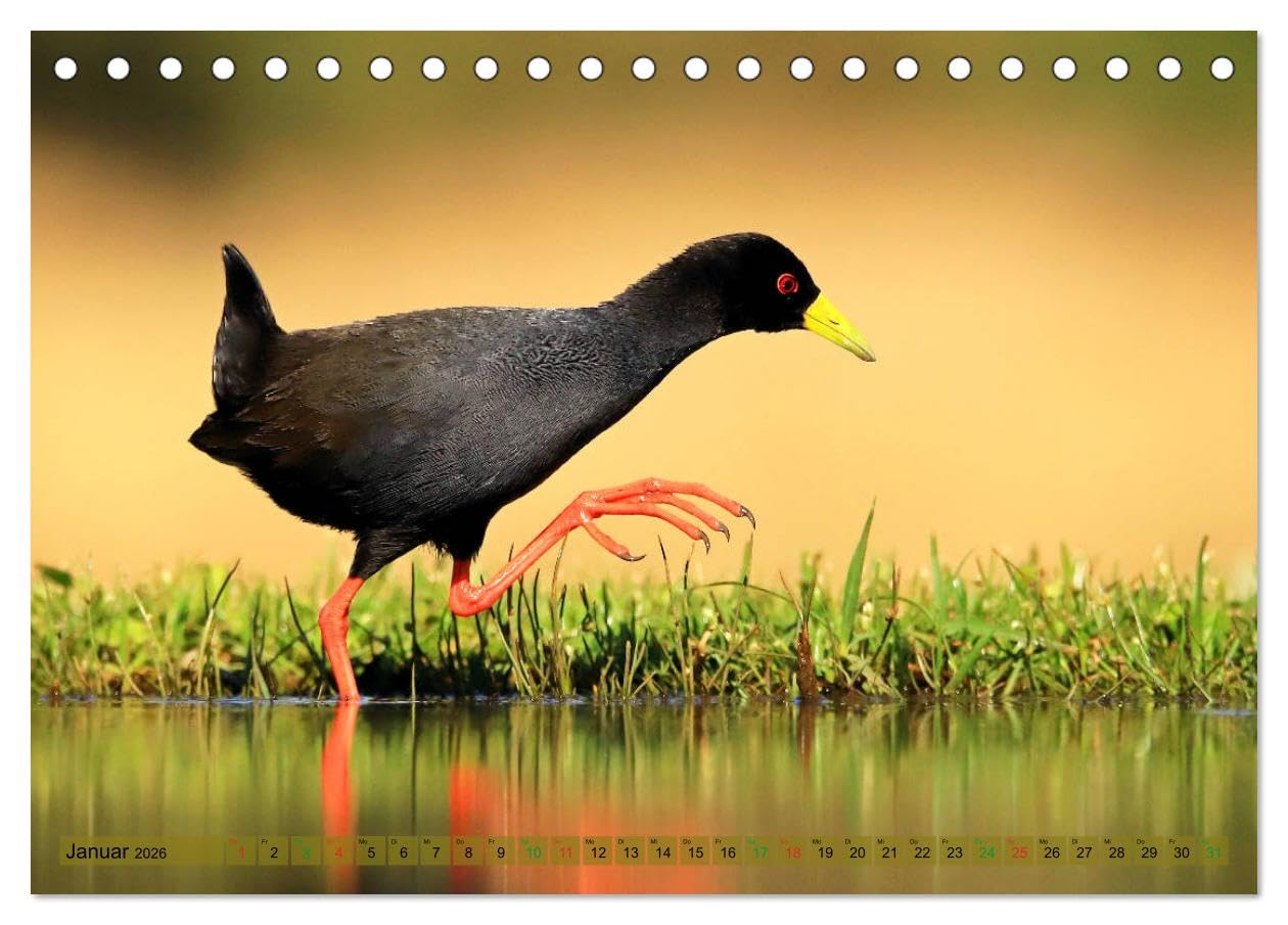 Vögel in Afrika - Magie der Farben (Tischkalender 2026 DIN A5 quer), CALVENDO Monatskalender: Afrika - auch ein Vogelparadies! (CALVENDO Tiere)