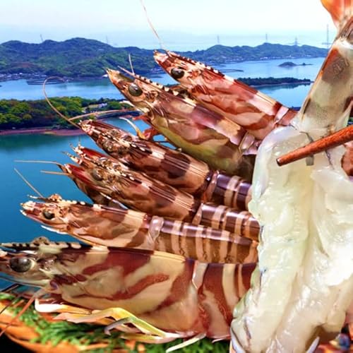 �ԊC�V �������܂� ����3L�y���z�� �Ԃ��ъ��� 300g�i5�`6���j�F�{���V���Y �ۘa�� �ԃG�r �x��Ă� �h�g �{�B�꒼�� �V�N �N���}�G�r