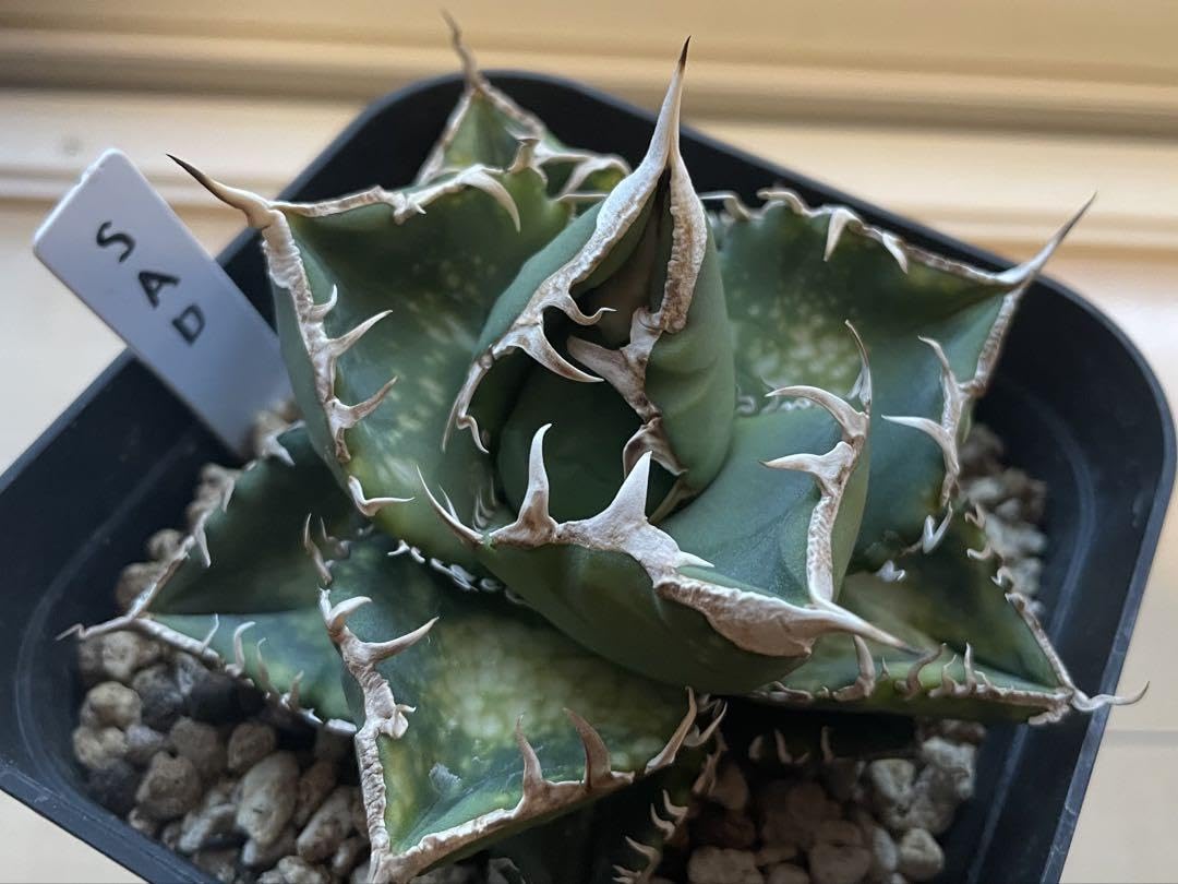 Amazon｜SAD 南アフリカダイヤモンド/アガベ チタノタ【OC株・強棘・発