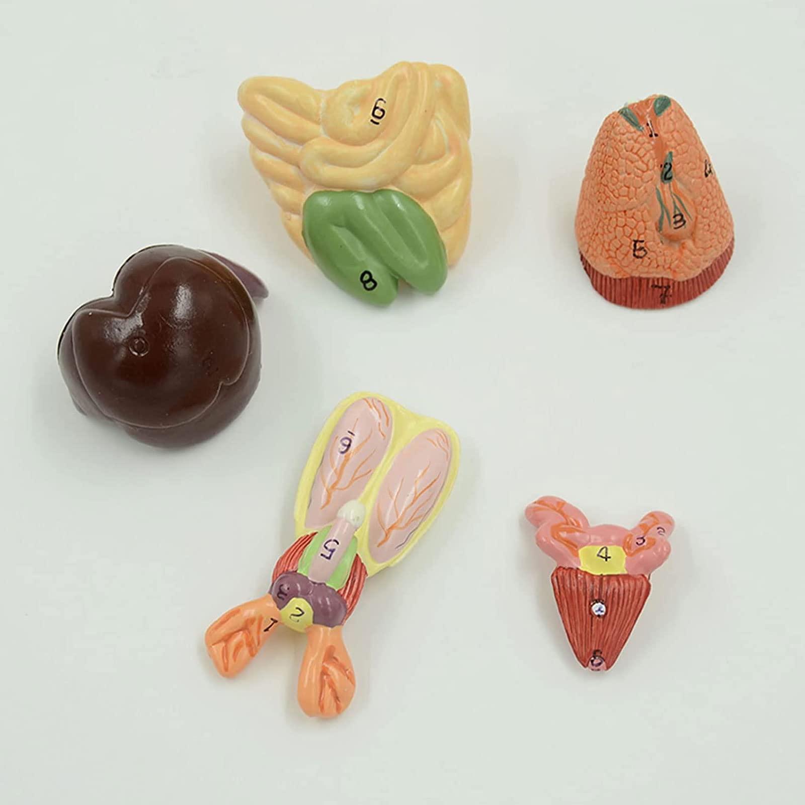 Amazon.co.jp: マウスの内臓構造の解剖モデル マウスの生物学的