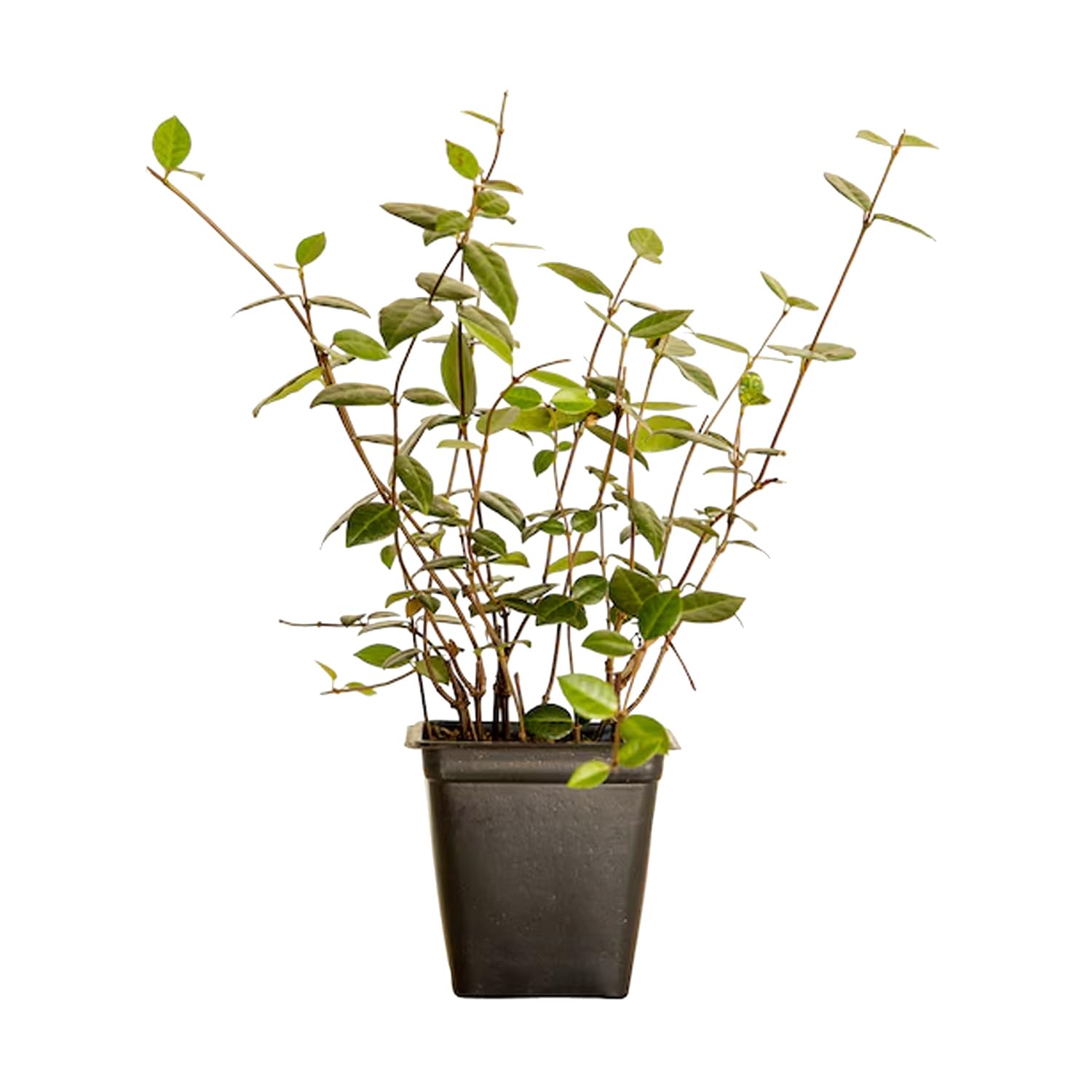 Amazon.com : Asiatic Jasmine - 18 Pack (3.25 in. Pots) Evergreen