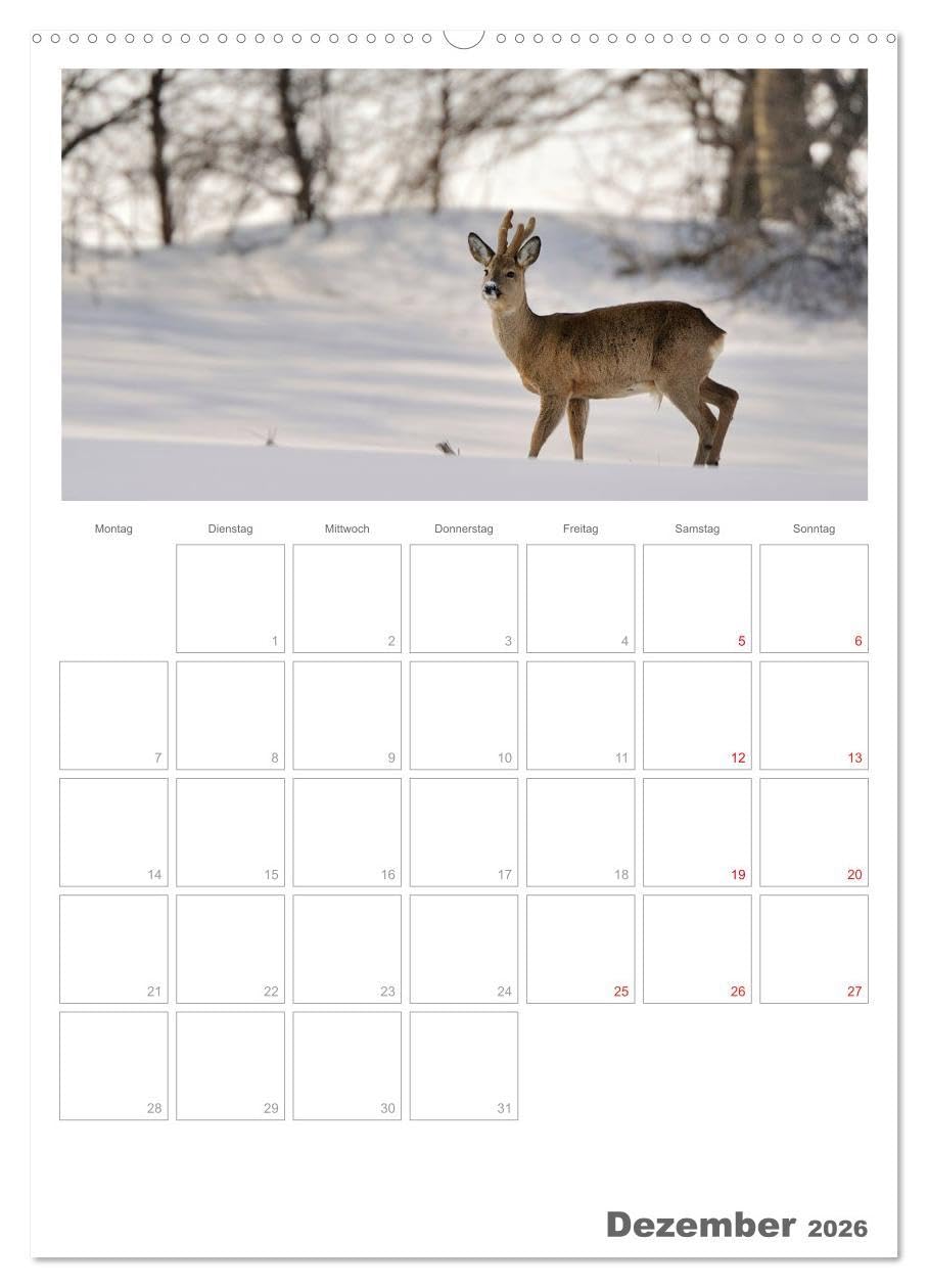 Rehe & Co/Planer (hochwertiger Premium Wandkalender 2026 DIN A2 hoch), Kunstdruck in Hochglanz: Wildlife Rügen/Deutschland (CALVENDO Tiere)