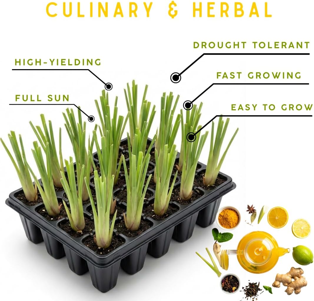 Sets 12 Lemon Grass Live Plants, Well-Rooted Stalks 5-9” Tall, Spring Planting Lemongrass Plants Live for Outdoor, Hardy Culinary Herb, Fragrant Herb