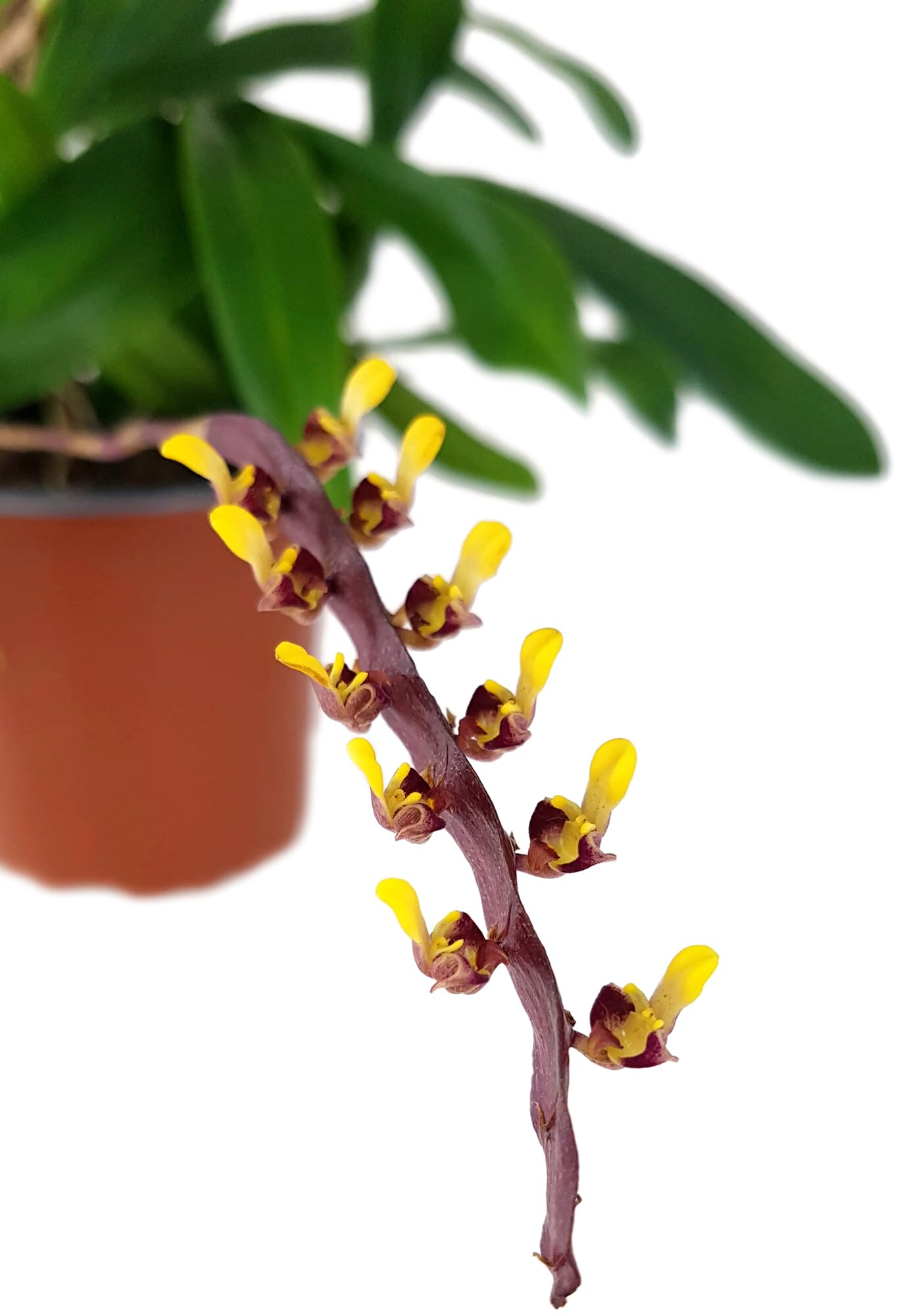 Bulbophyllum falcatum im Ø 9 cm Topf – exotische Orchidee mit außergewöhnlichem Blütenstand – pflegeleichte Zimmerpflanze für Fensterbank & Terrarium