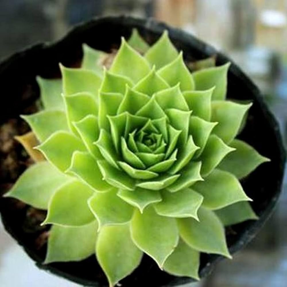 See full amazon price history chart for Laxmi-kamal plant live || indoor home good luck plant || pack of 1 live plant Laxmi-kamal plant live || indoor home good luck plant || pack of 1 live plant (B0DCZDNNSZ) Amazon Price History, Amazon Price Tracker