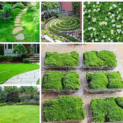 QAUZUY GARDEN 200+ Seeds Scottish Irish Moss Pearlwort Sagina Subulata Very Hardy Evergreen Perennial Ground Cover/Lawn Cover Low-Maintenance
