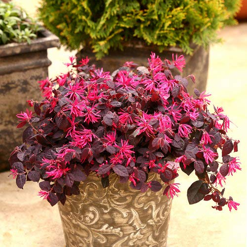 Jazz Hands Variegated Loropetalum – Colorful Foliage Shrub with Pink Fringe Flowers for Garden Borders and Container Planting (2 Gallon/Potted/Set of 2 Plants)