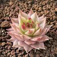 その他多肉植物 Cranky Ohgi Nursery] Sceletium sp. SB661 Brandriver | 多肉植物