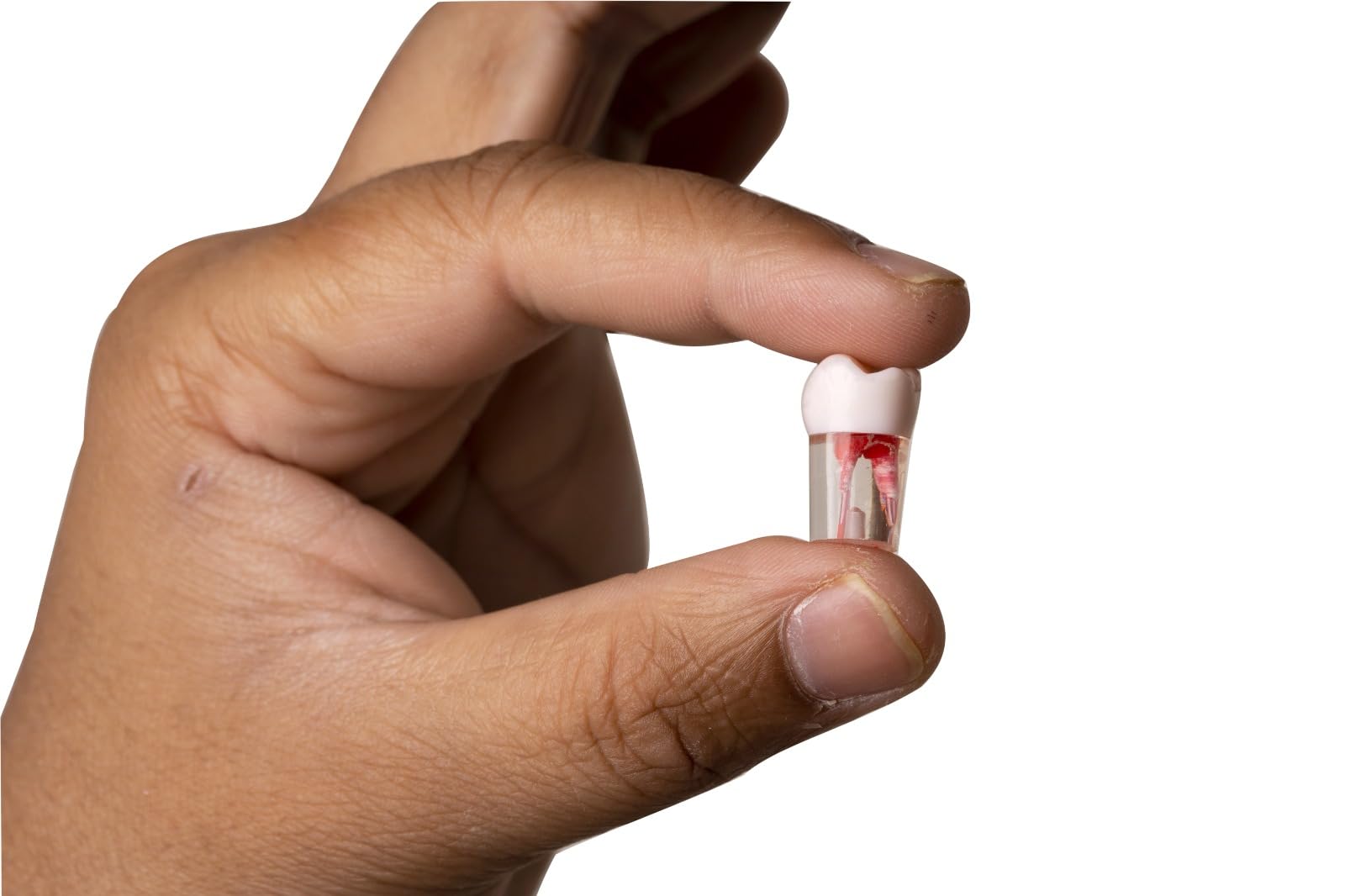 ✮ Root Canal Model - RCT Model ✮ Premium Quality (1)