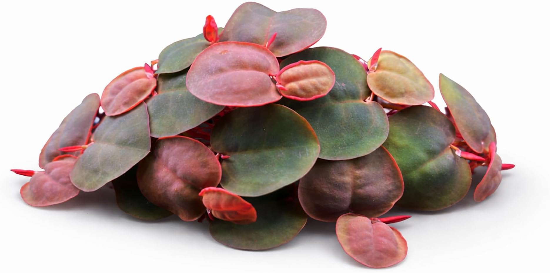 Live Red Root Floater Aquarium Plant (80+ Leaves) Floating Freshwater Plant for Shrimp Tank Betta Tank Low Light Aquariums