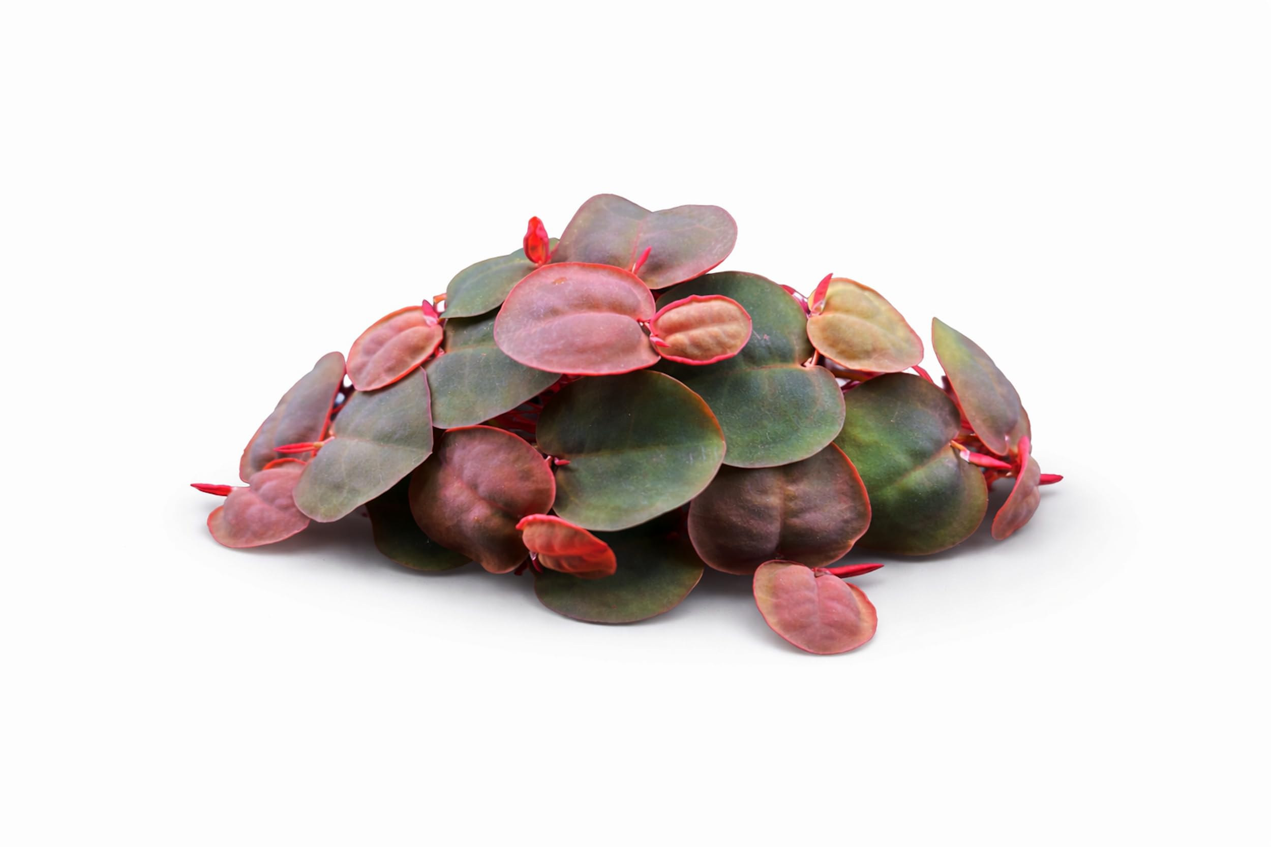 80+ Leaves Red Root Floaters Live Aquarium Plant/Floating/Easy to Grow/for Fresh Water/Aquascaping Nano Tank (Phyllanthus Fluitans)