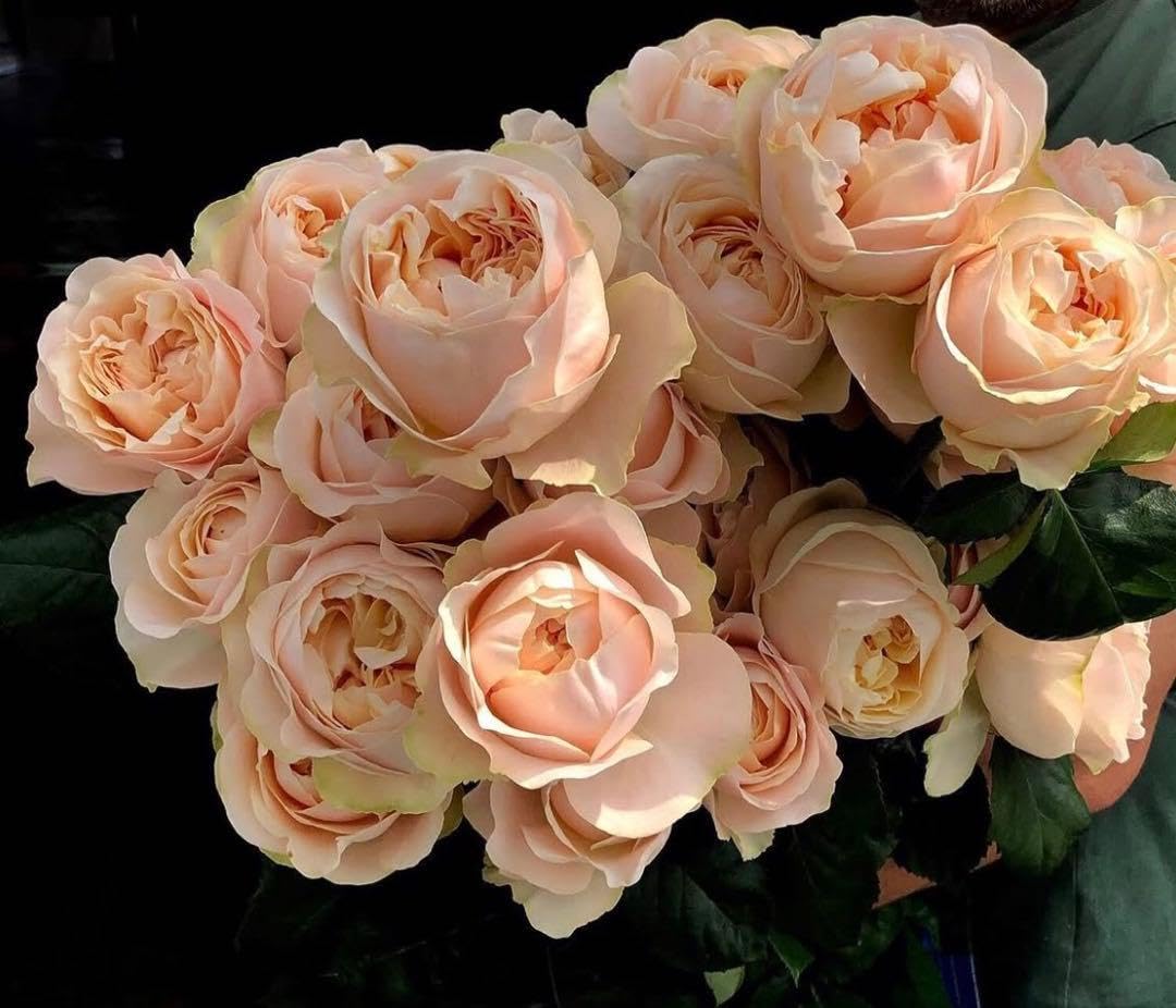 薔薇　バラ苗　接木苗　開花中　入手困難　Unforgettable Amazon.co.jp: 薔薇 バラ苗 接木苗 開花中 入手困難 Unforgettable