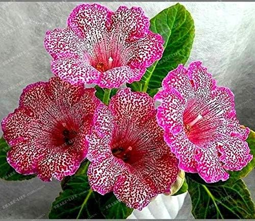 Amazon Co Jp 9色グロキシニア盆栽sinningiaグロキシニアの花盆栽盆栽ホームdiyのために庭の観賞用植物 100pcs 12 Diy 工具 ガーデン