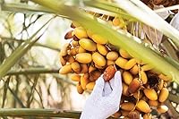 Vista 4 de Jomara Mezcla rellena de dátiles de 3 sabores (con almendra, con nuez y cáscara de naranja) envuelta individualmente