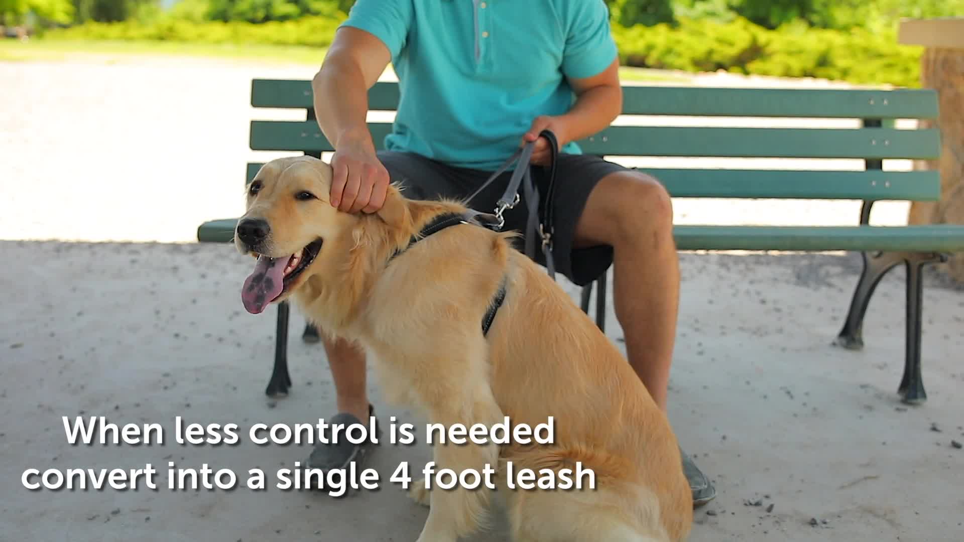 two point control leash