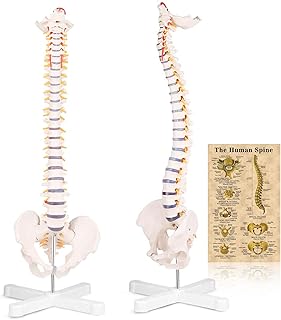 Spine Anatomy Model, Medical Human Spine Model with Explanation Drawings Life Size 31'', Anatomical Human Spine Model with Stand for Dispay, Teaching, Studing, Rehearsal ect