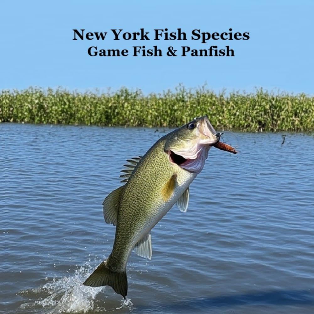 New York Game Fish and Panfish Species Kids Book: Great Book About the Different Types of Fish in New York
