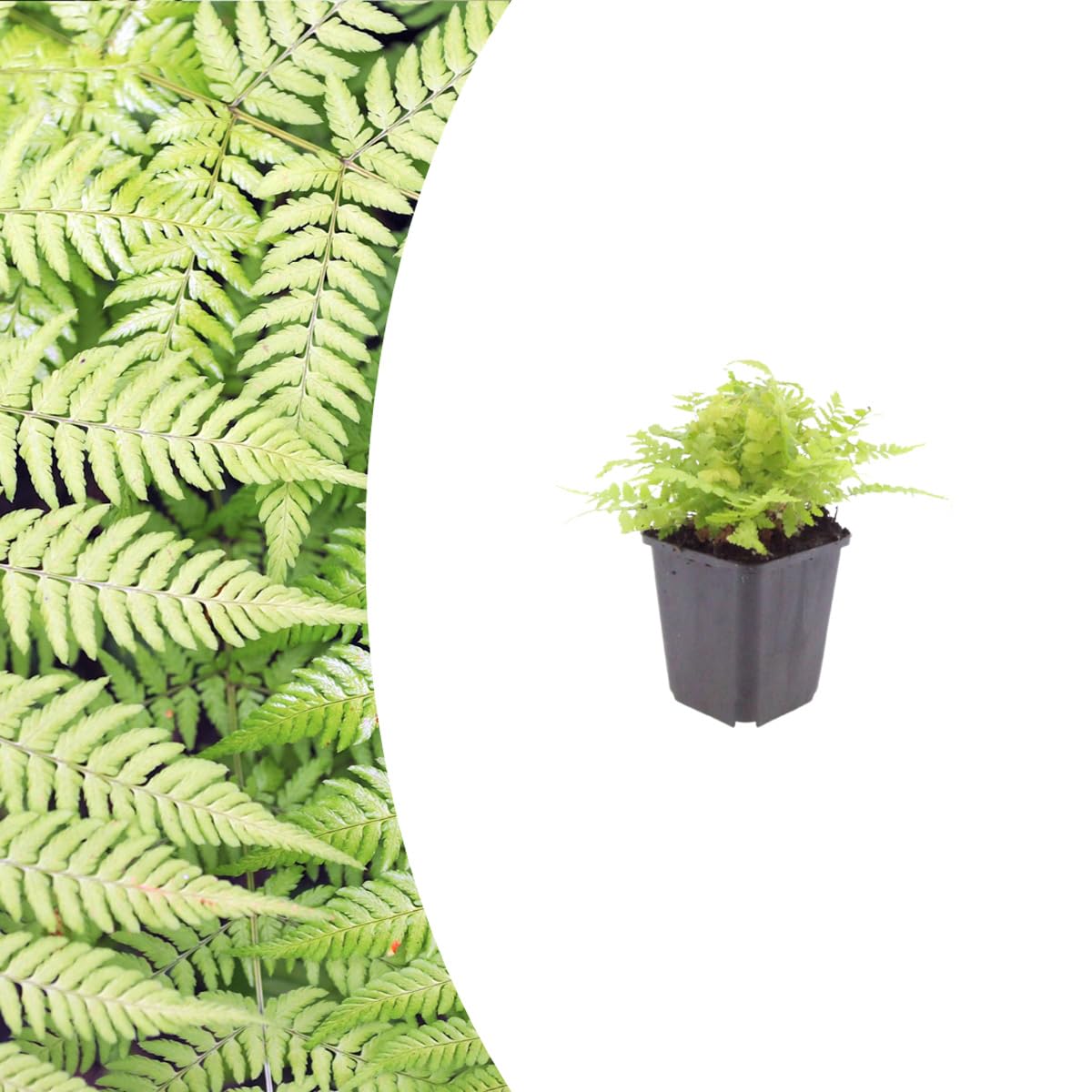 Dryopteris filix-mas | 12 sztuk - 10-25cm - Ø9cm - Roślina ogrodowa