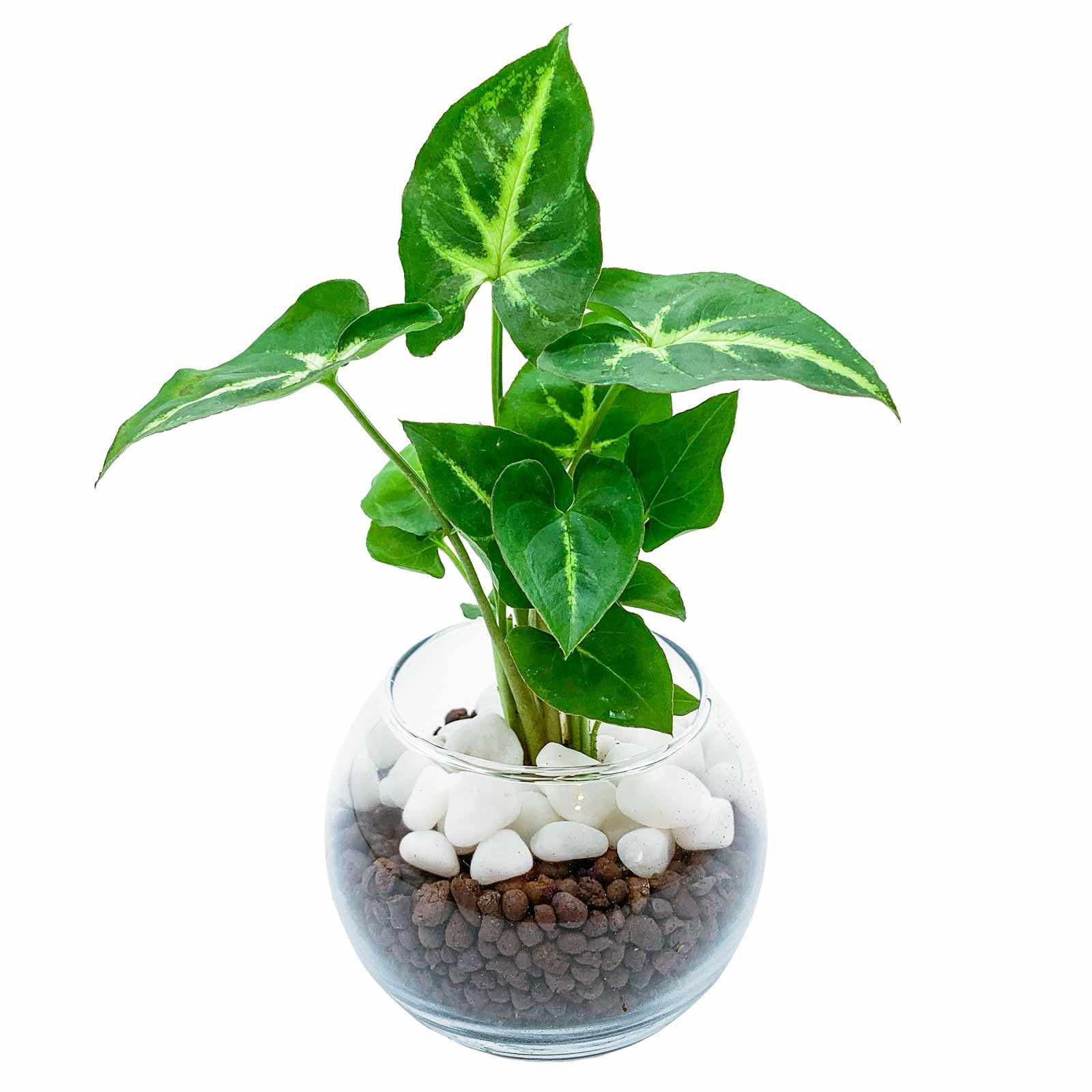 白斑入り シンゴニウム 抜き苗 観葉植物 シンゴニューム 限定品！ 白斑