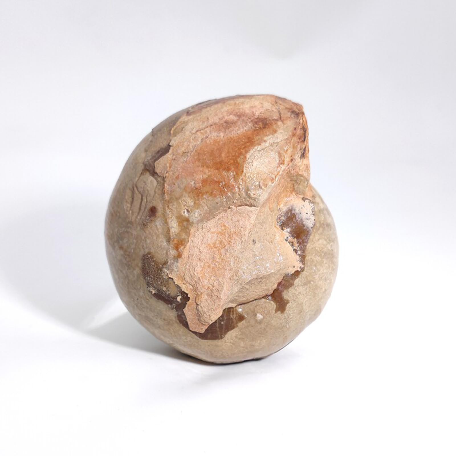 Specimen di Conchiglia di Ammonite Fossile Naturale Collezionismo Decorazioni per la Casa Regali Ornamento