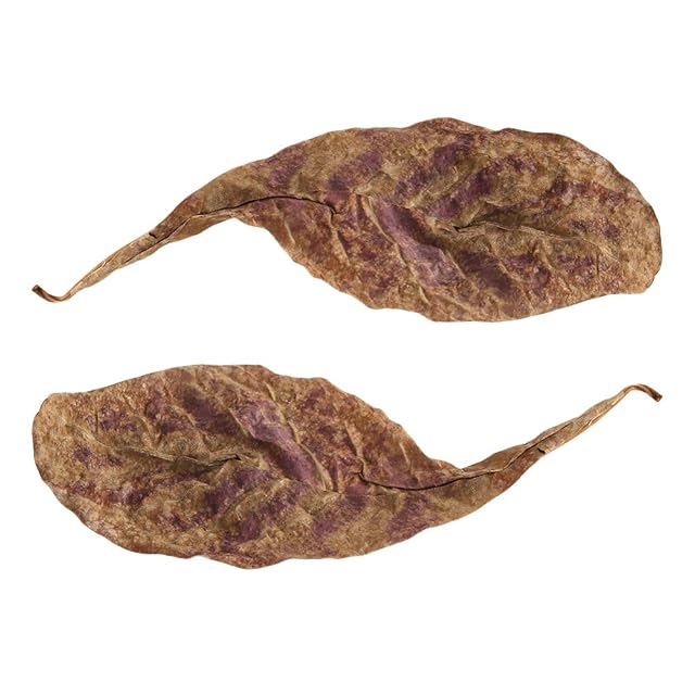 Foto 5 de 6 de Zonfer 10 Piezas/Pack Natural Terminalia Catappa Hojas Foetida Isla Almendra Hoja De Pescado…