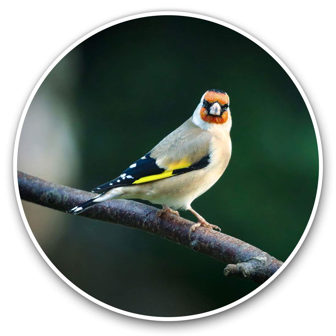 Destination Vinyl Ltd Goldfinch Bird Small Gold Finch 16219 Vinyl Stickers (Set Of 2) 20Cm - Goldfinch Bird Small Gold Finch #16219
