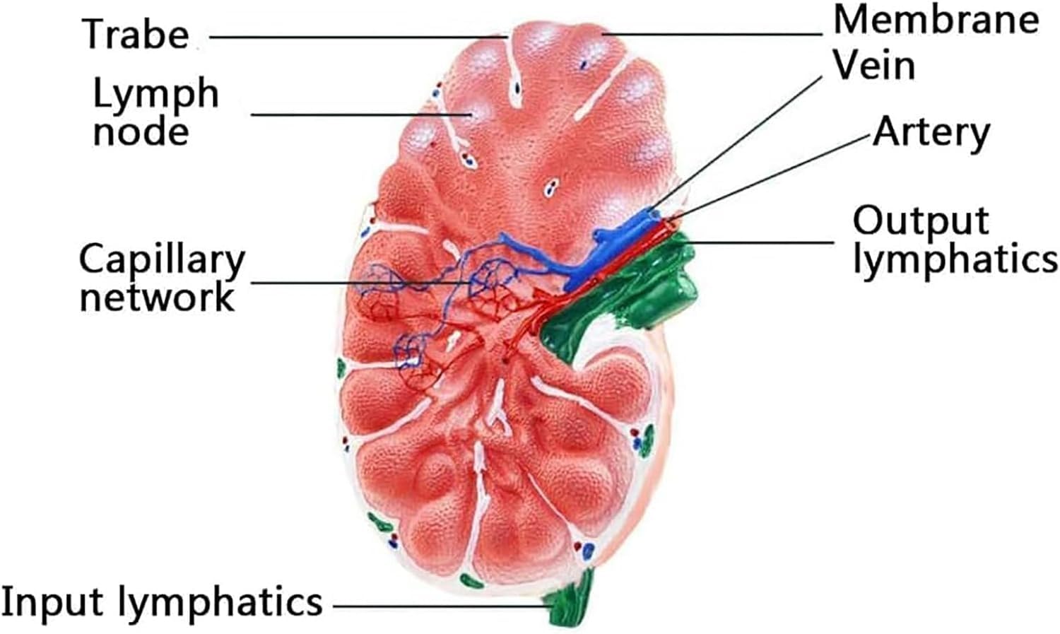 Model węzłów chłonnych człowieka, model anatomiczny powiększonych węzłów chłonnych, dwustronny w celu ukazania głównych cech anatomicznych, do szkół, szpitali, klinik i laboratoriów.