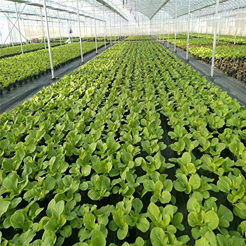 image for Agfabric 6x50ft Landscape Ground Cover Heavy PP Woven Weed Barrier,Soi