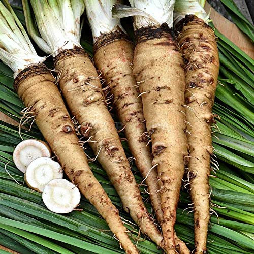 NIKA SEEDS - Vegetable Oat Root Salsify - 100 Seeds - Thumbnail 4