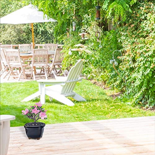 9Greenbox: Bonsai Seed Kit - Japanese Cherry Blossom #TOP3